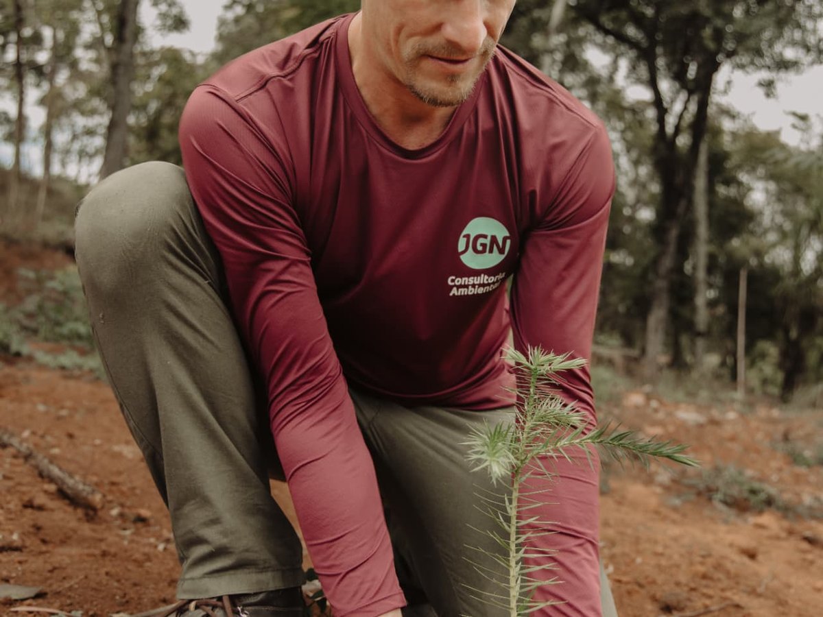 Mudas de espécies nativas plantadas em área em processo de recuperação ambiental